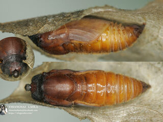 Coladenia indrani uposathra