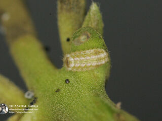 Rapala manea schistacea