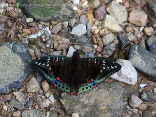 Euthalia malaccana malaccana