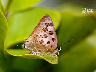 Virachola smilis smilis