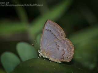 Deramas jasoda jasoda