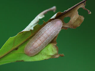 Arhopala perimuta perimuta