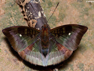 Euthalia monina kesava