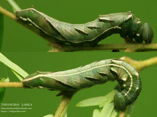 Pantoporia hordonia hordonia