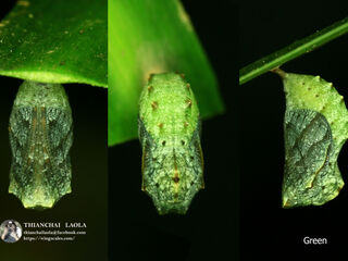 Mandarinia regalis baronesa