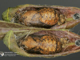 Rapala manea schistacea