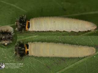 Abaratha agama agama