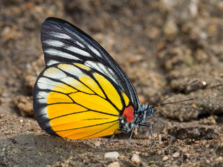 Pieridae (วงศ์ผีเสื้อหนอนกะหล่ำ)