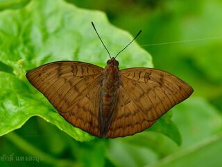 Euthalia kanda elicius