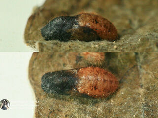 Callenya melaena melaena