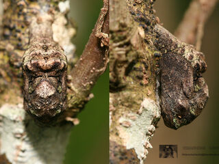 Tajuria cippus cippus