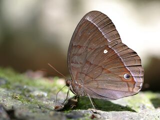 Thaumantis diores diores