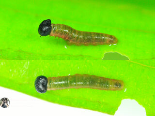 Tagiades japetus ravi