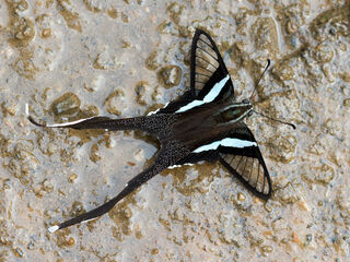 Lamproptera meges virescens