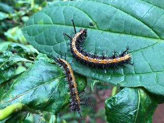 Parthenos sylvia sylla