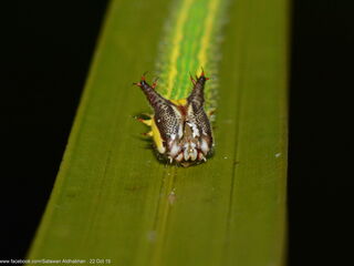 Elymnias panthera lutescens