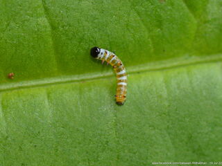 Idea lynceus lynceus