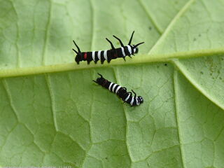 Idea lynceus lynceus