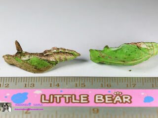 Papilio demolion demolion