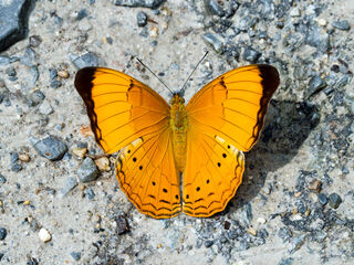 Cirrochroa aoris olivacea