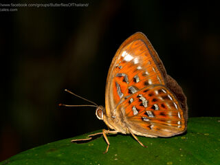 Taxila haquinus fasciata
