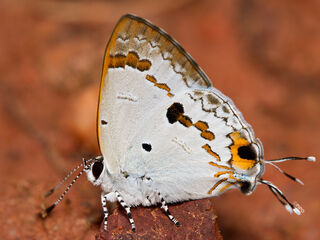 Hypolycaena othona othona