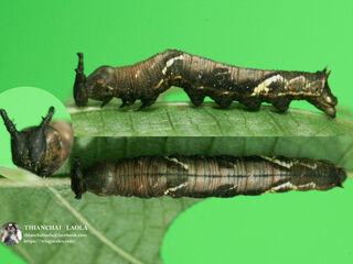 Stibochiona nicea subucula