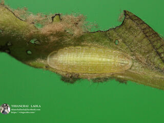 Arhopala arvina aboe