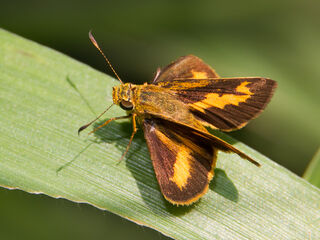 Hesperiidae (วงศ์ผีเสื้อบินเร็ว)