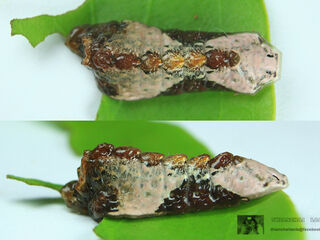 Tajuria cippus cippus