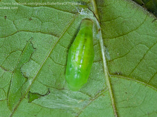 Flos apidanus ahamus