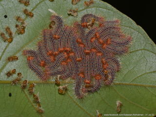 Poritia sumatrae sumatrae