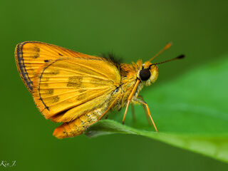 Taractrocera archias quinta