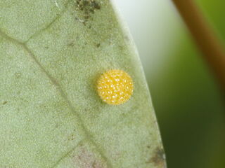 Athyma cama thailandica