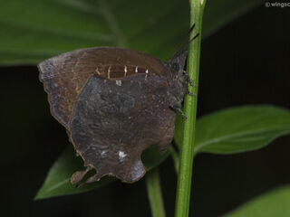 Mahathala ameria ameria