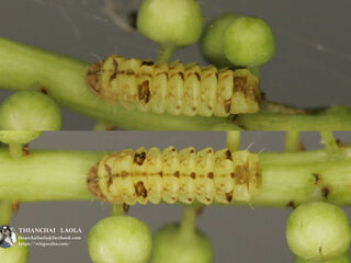 Rapala pheretima petosiris