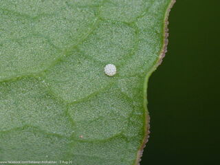 Heliophorus epicles tweediei