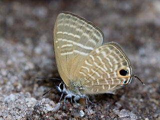 Nacaduba pactolus continentalis