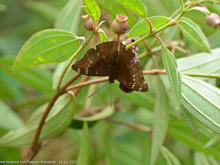 Euthalia tinna paupera