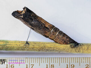 Papilio clytia clytia