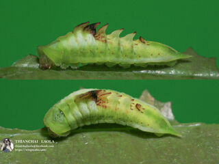 Cheritrella truncipennis