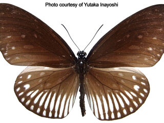 Euploea eyndhovii ikarii