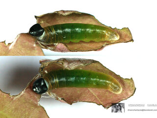 Tagiades litigiosa litigiosa