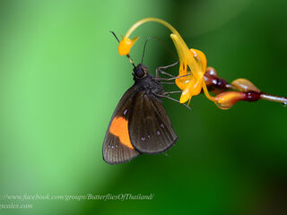 Kerana gemmifer gemmifer