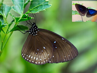 Euploea midamus chloe