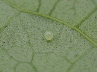 Lamproptera curius curius