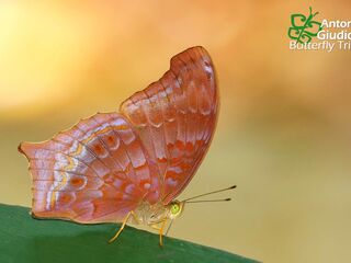 Terinos atlita teuthras