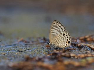 Nacaduba angusta albida