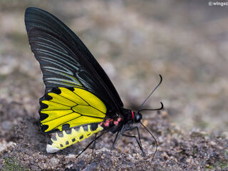 Troides aeacus aeacus