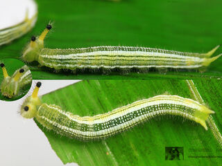 Melanitis zitenius auletes